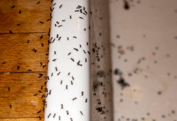 Best Residential Pest Control  in Hustisford, WI